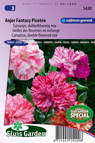 Anjer Picotee Fantasy mix - Dianthus