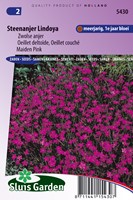 Steenanjer Lindoya - Dianthus