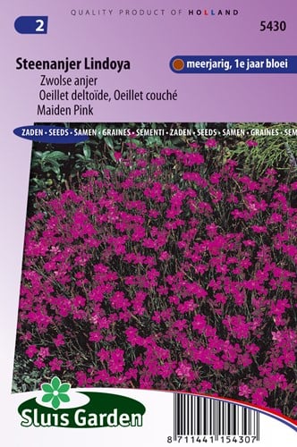 Steenanjer Lindoya - Dianthus
