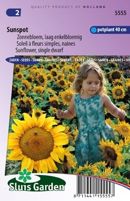 Zonnebloem Sunspot, laag - Helianthus