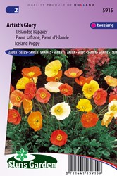 Papaver IJslandse, Artist's Glory