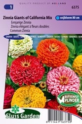 Zinnia Reuzen van California Mix