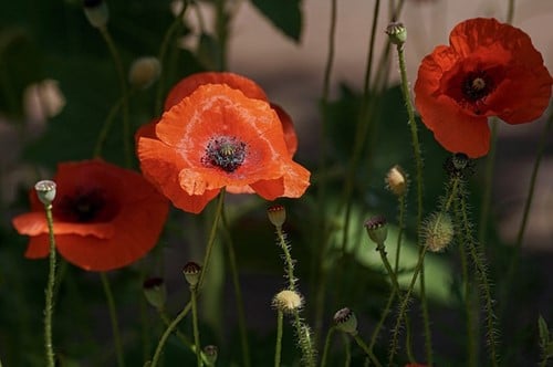 Papaver orientale Rembrandt - Klaproos (Sixpack)