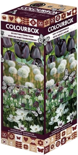 Colourbox Zwart en Wit – Bloembollen mix