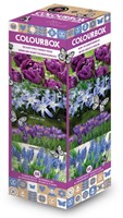 Colourbox Blauw – Bloembollen mix