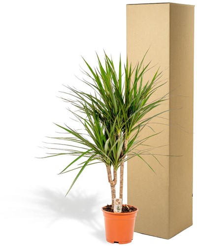 Dracaena Marginata - Ø17cm - 90cm-2