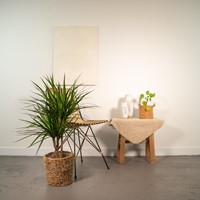 Dracaena Marginata - Ø17cm - 90cm-3