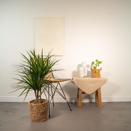 Dracaena Marginata - Ø17cm - 90cm-3