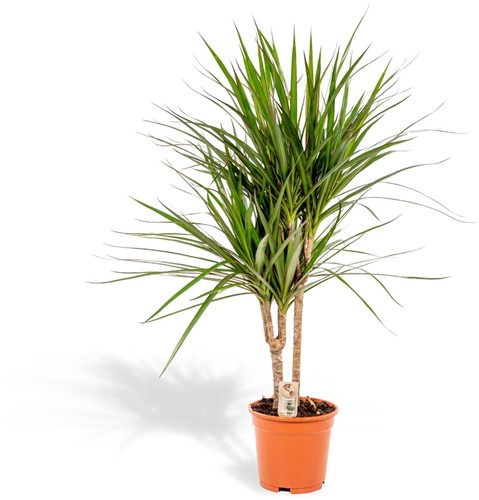 Dracaena Marginata - Ø17cm - 90cm