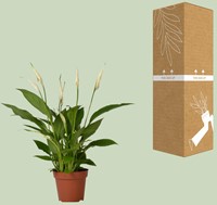 Spathiphyllum Bingo Cupido - Ø12cm - 45cm-2