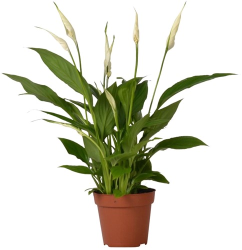 Spathiphyllum Bingo Cupido - Ø12cm - 45cm