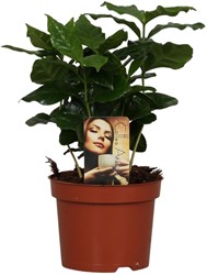 Koffieplant Coffea Arabica - Ø12cm - 25cm