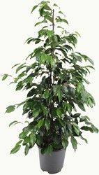 Ficus benjamina Danielle - Ø21cm - 95cm