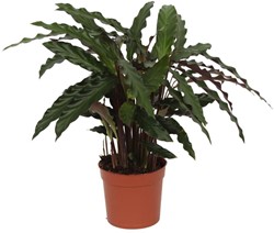 Calathea Elgergrass - 70cm - Ø17cm