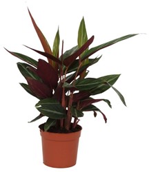 Calathea Stripestar - 40 cm - Ø12cm