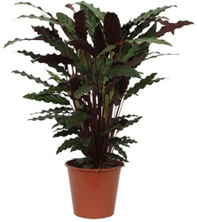 Calathea Wavestar - 80 cm - Ø19cm
