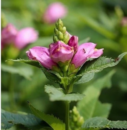 Schildpadbloem - Chelone Obliqua