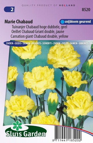 Anjer Marie Chabaud - Dianthus