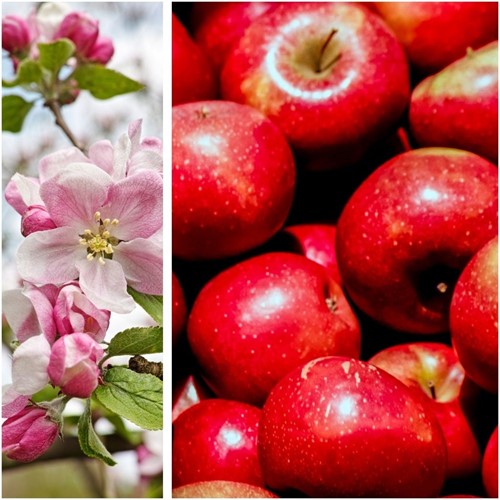 Appel Gala, appelboom - Malus domestica