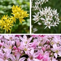 Alliums Mix - Sierui-2