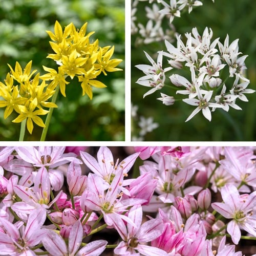 Alliums Mix - Sierui-2