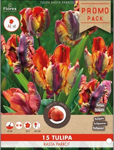 Tulp Rasta Parrot - Tulipa