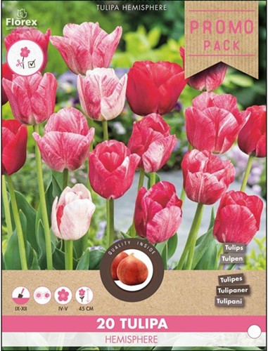 Tulp Hemisphere - Tulipa