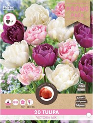 Tulpen Victoria mix - Tulipa double