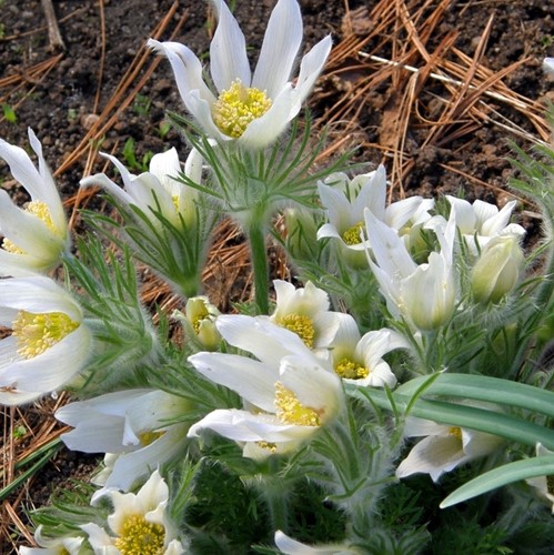 Wildemanskruid - Pulsatilla Vulgaris Alba