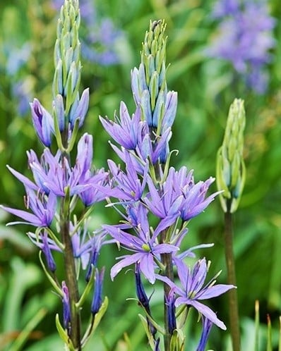 Camassia Leichtlinii - Indianenbloem