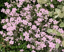 Gypsophila repens rosea - Kruipend gipskruid