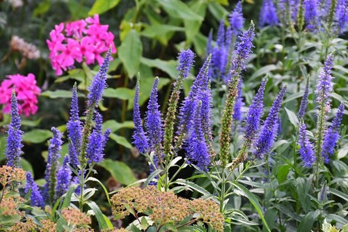 Veronica Longifolia Blauriesin - Ereprijs (Driepack)