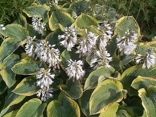 Hosta Frances Williams (Potplant)