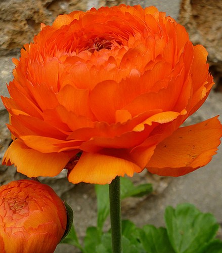Ranonkel Oranje - Dubbel Oranje - Persische Schone