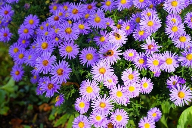 Aster alpinus discount