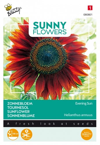 Zonnebloemen Evening Sun - Sunny Flowers