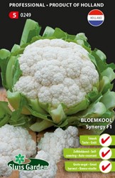 Bloemkool Syngery F1 - Brassica oleracea
