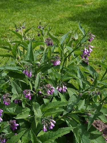 Symphytum grandiflorum - Smeerwortel