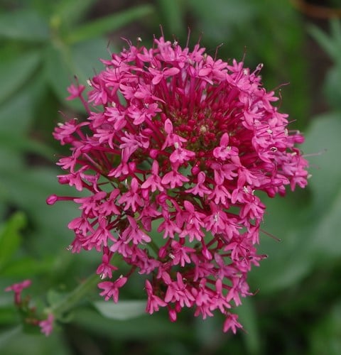 Centranthus ruber Coccineus – Spoorbloem