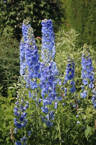 Ridderspoor Blue Bird - Delphinium (P)