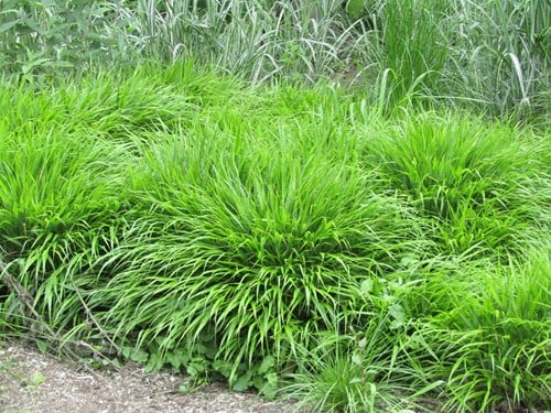 Hakonechloa macra –  Japans siergras