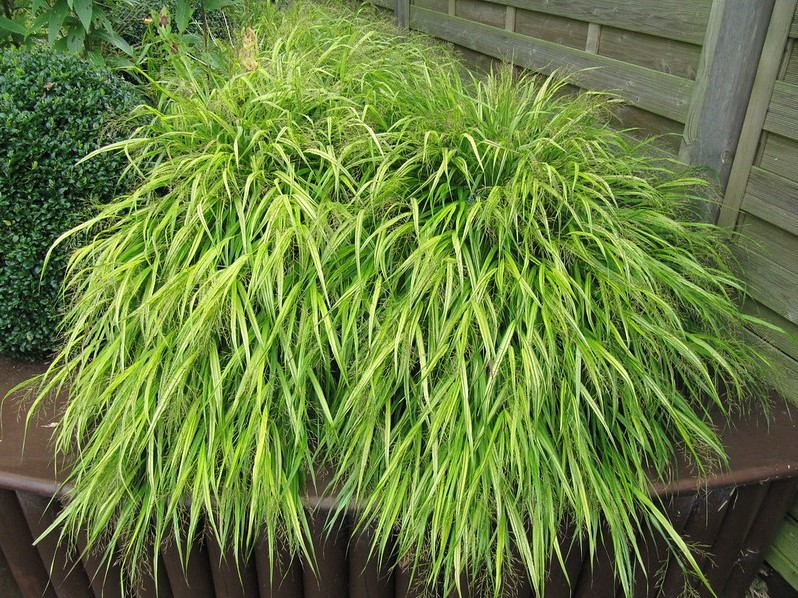 hakonechloa-macra-aureola-japans-siergras.jpg