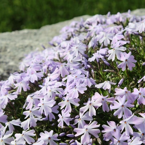 Kruipende Vlambloem Emerald Cushion Blue - Phlox subulata