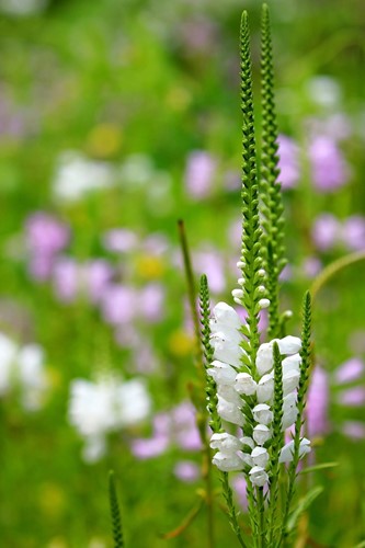 Physostegia virginiana Alba - Scharnierbloem