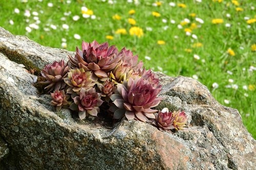 Sempervivum mix – Huislook gemengd