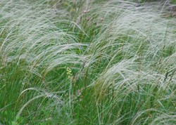 Stipa tenuissima Ponytails – Fijn Vedergras