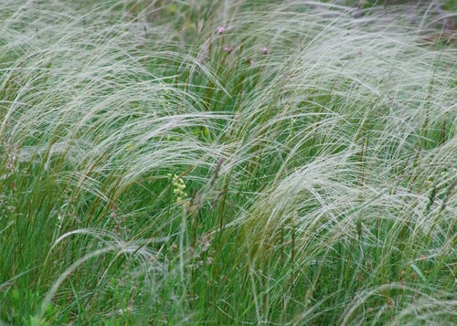 Stipa tenuissima Ponytails – Fijn Vedergras