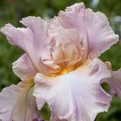 Iris Germanica Constant Wattez - Baardiris