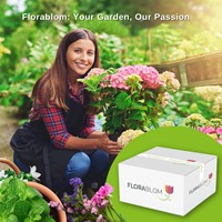 Tricyrtis Raspberry Mousse – Paddenlelie-3