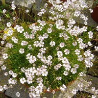 Gypsophila repens Alba - Kruipend gipskruid